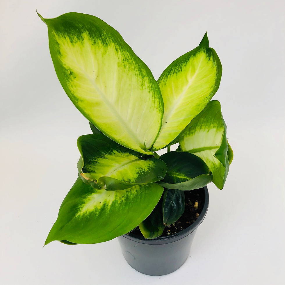 Thumbnail: Diffenbachia - TROPICAL MARIANNE