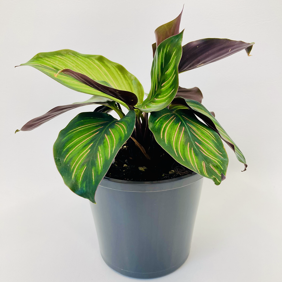 Thumbnail: Calathea Ornata - BEAUTY STAR