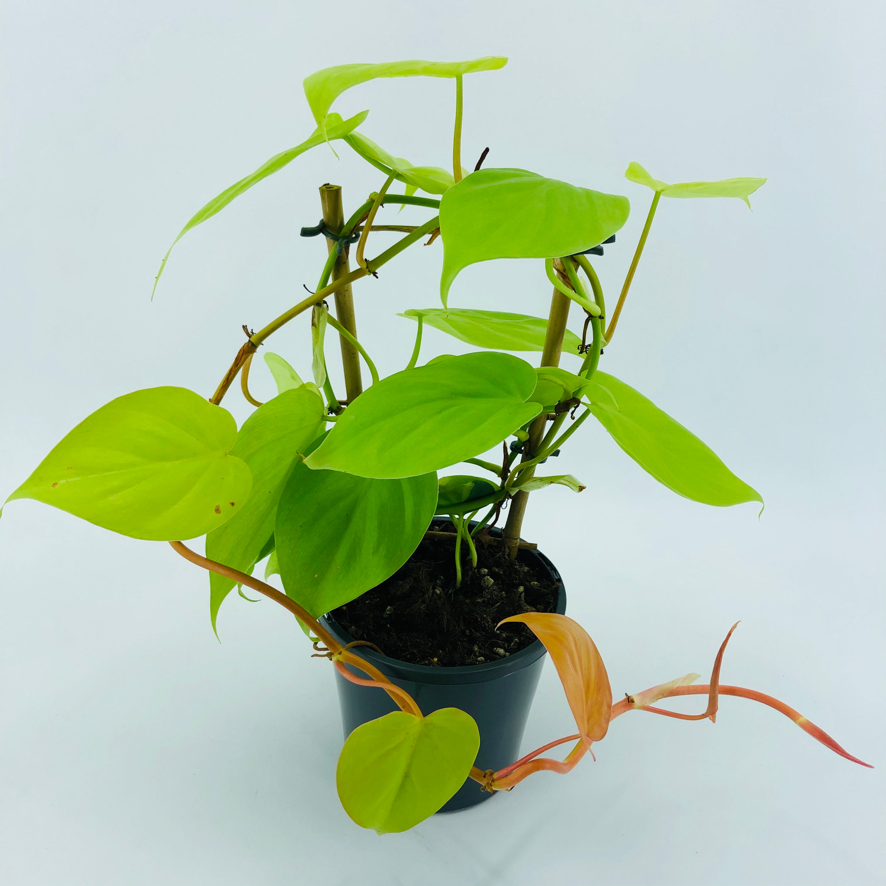 Philodendron Cordatum Gold – GOLDEN HEART LEAF PHILODENDRON