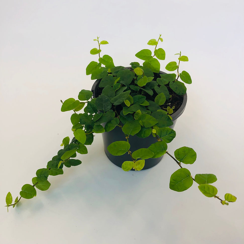 Thumbnail: Ficus Pumila – CREEPING FIG