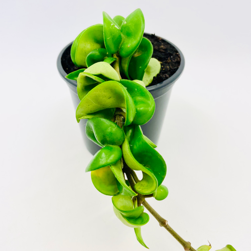 Hoya INDIAN ROPE JungleDivine
