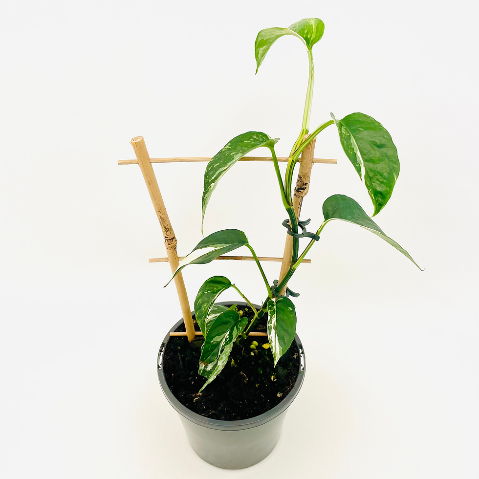 Thumbnail: Epipremnum Pinnatum - VARIEGATED