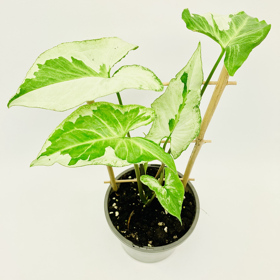 Thumbnail: Syngonium Podophyllum - THREE KINGS