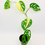 Thumbnail: Variegated Monstera Adansonii – VARIEGATED SWISS CHEESE