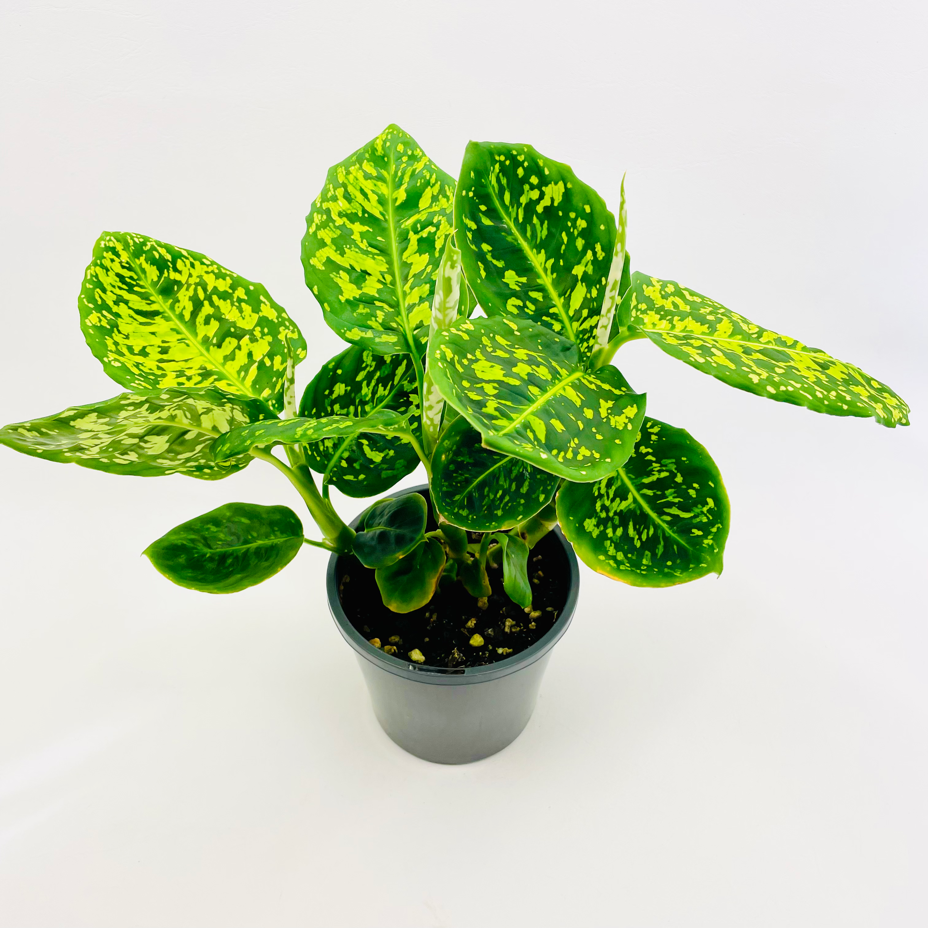 Diffenbachia - SARAH