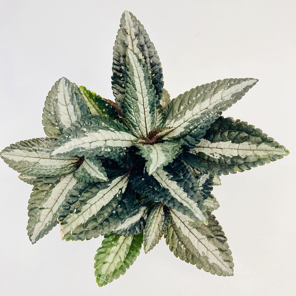 Thumbnail: Pilea Spruceana - SILVER TREE