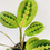Thumbnail: Maranta Erythroneura – RED PRAYER PLANT