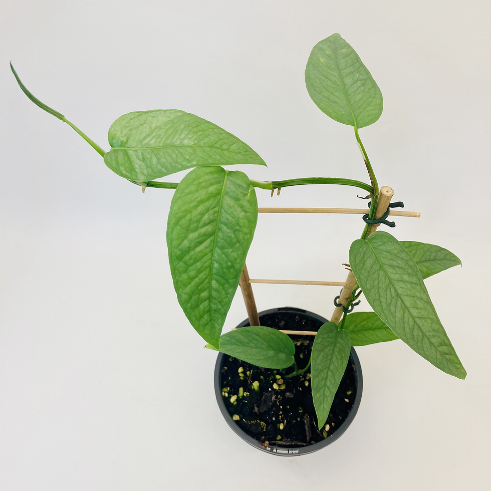 Thumbnail: Epipremnum Pinnatum - CEBU BLUE