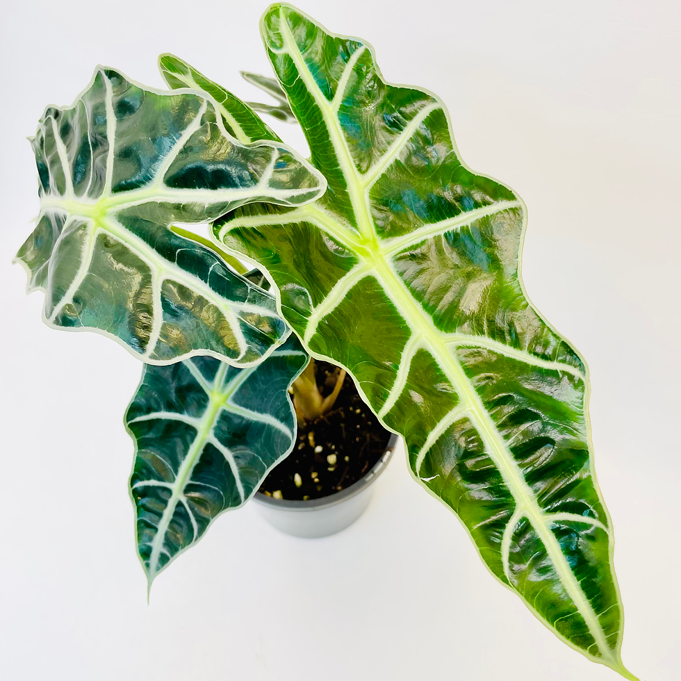 Thumbnail: Alocasia - DWARF AMAZONICA