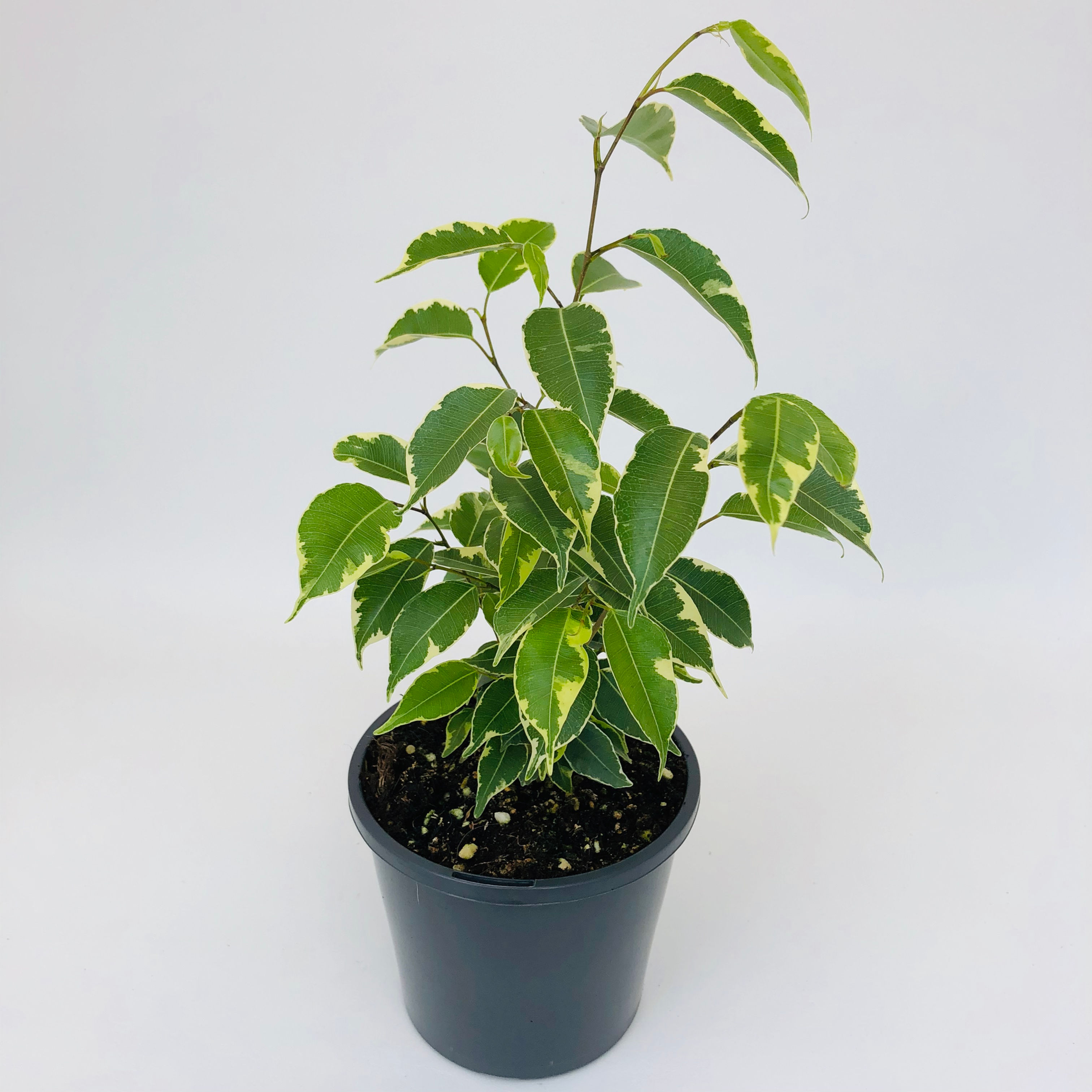 Ficus Benjamina – STAR LIGHT