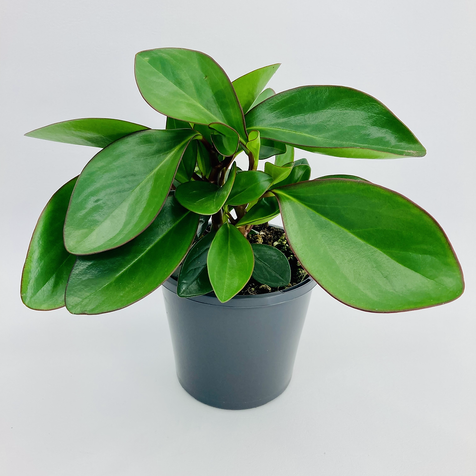 Thumbnail: Peperomia Obtusifolia – BRONZE EDGE