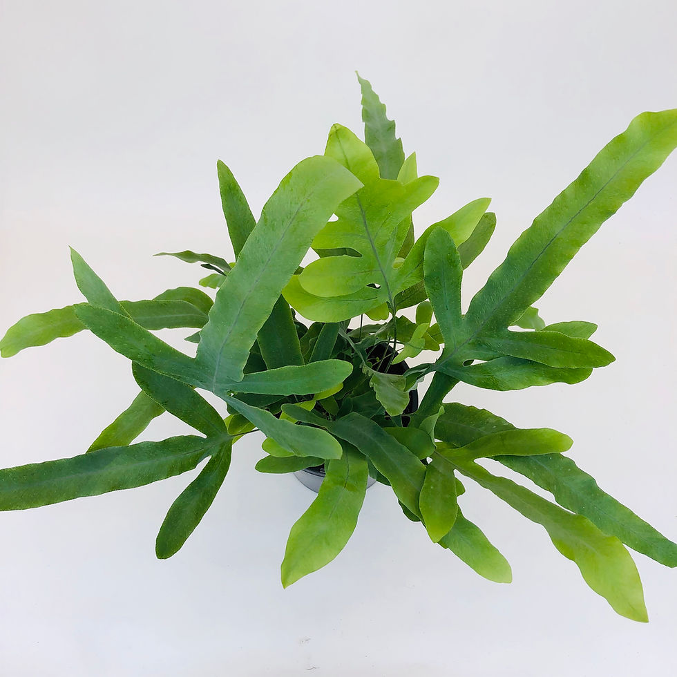 Thumbnail: Phlebodium Aureum – BLUE STAR FERN