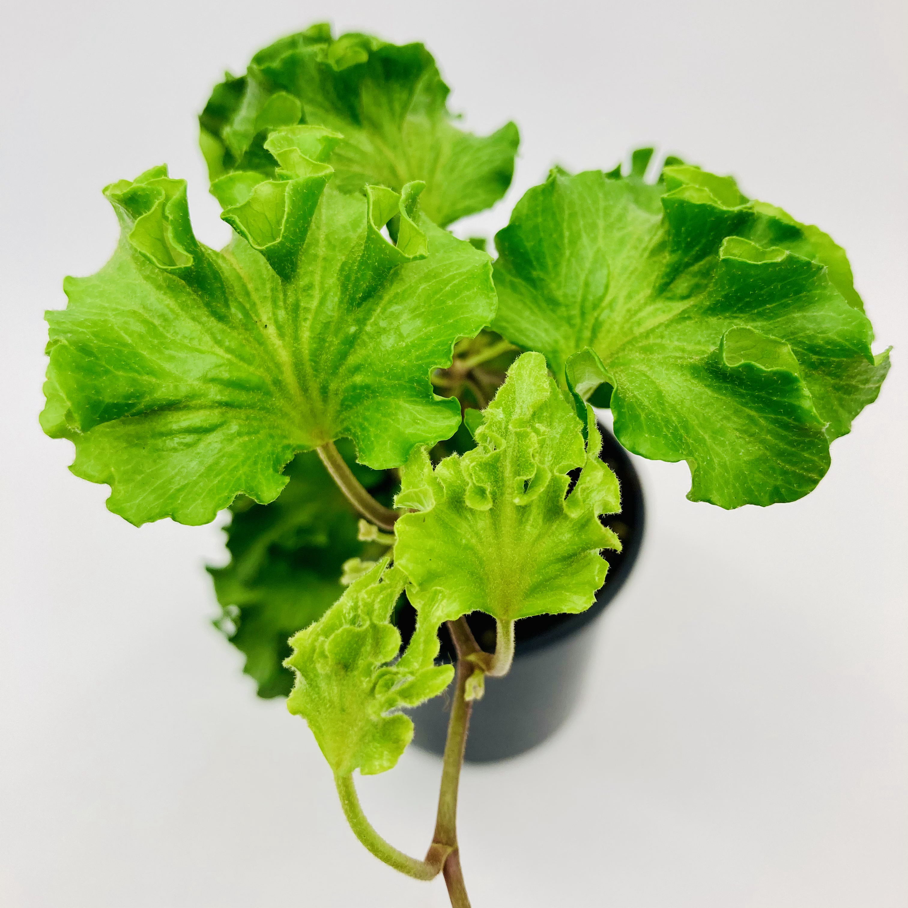 Hedera Helix – PARSLEY CRESTED IVY