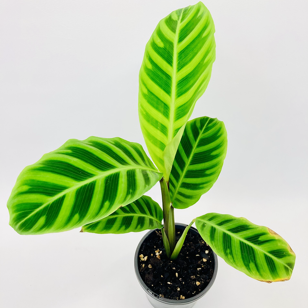 Thumbnail: Calathea Zebrina – ZEBRA PLANT