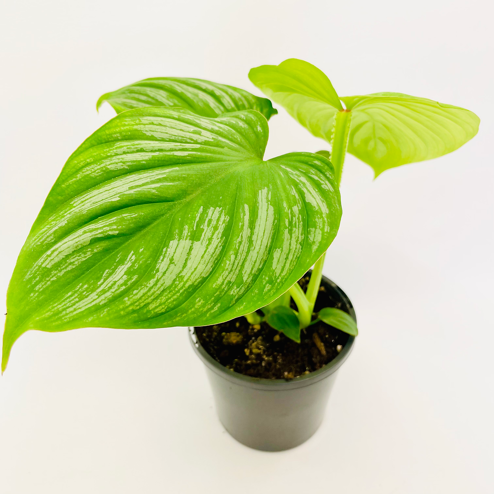 Thumbnail: Philodendron - SILVER CLOUD