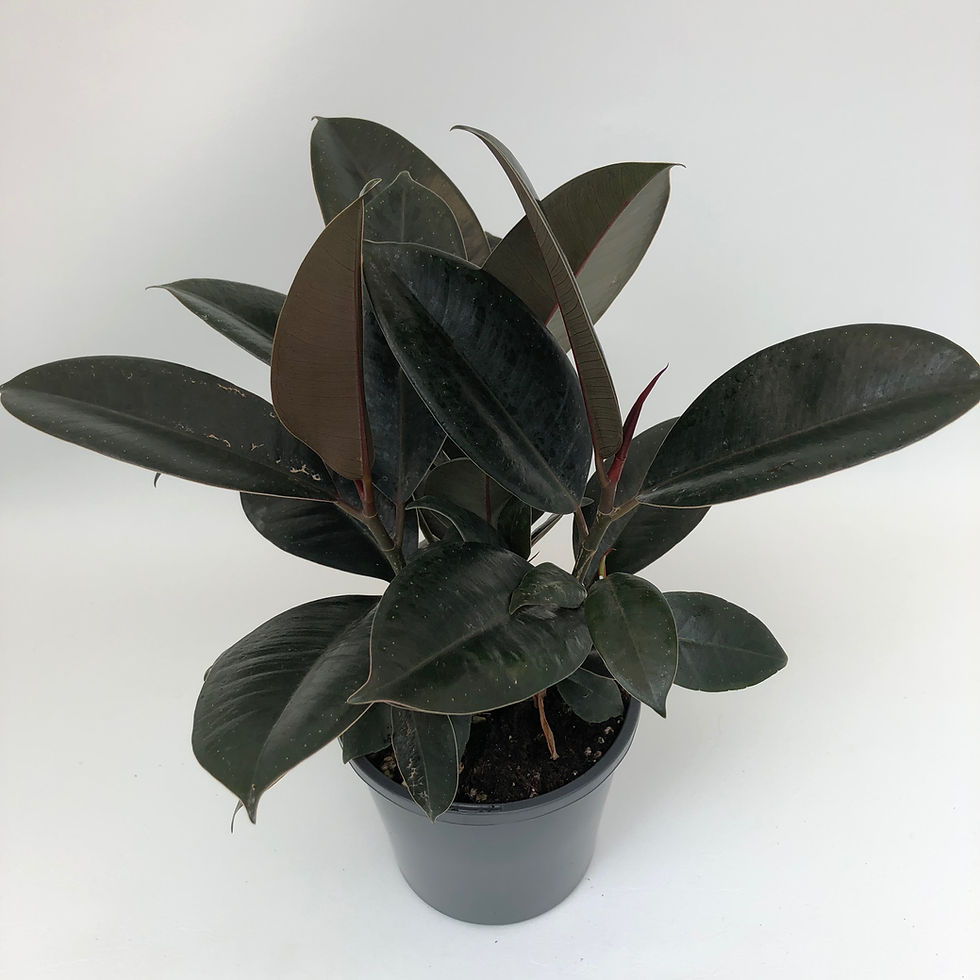 Thumbnail: Ficus Elastica Burgundy – RUBBER PLANT