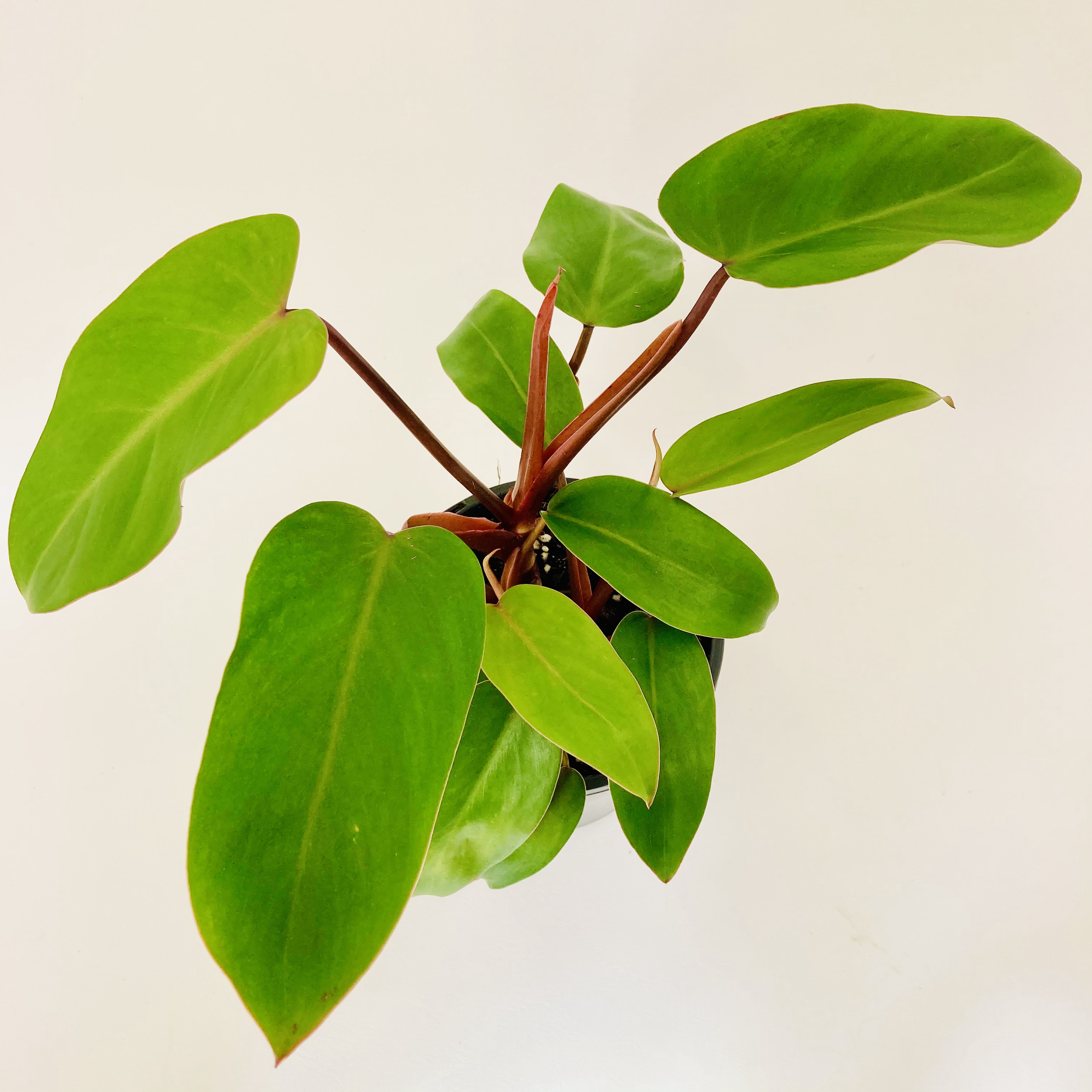 Philodendron – GREEN SPLASH