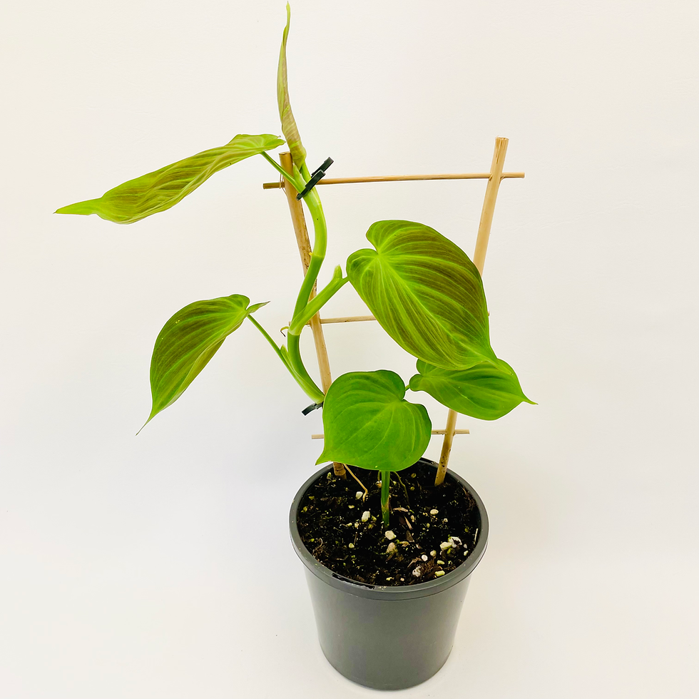Thumbnail: Philodendron Camposportoanum