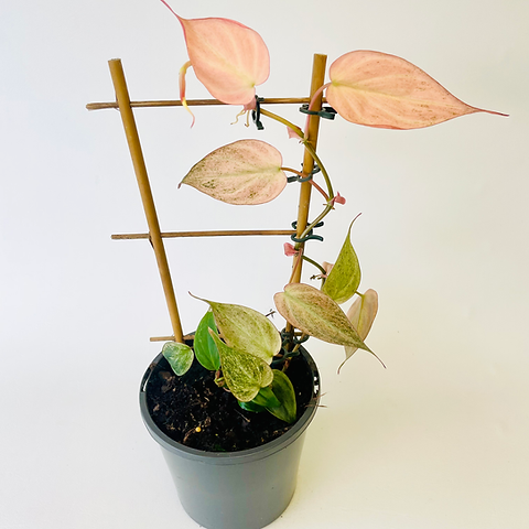 Philodendron  MICANS VARIEGATED PINK | JungleDivine