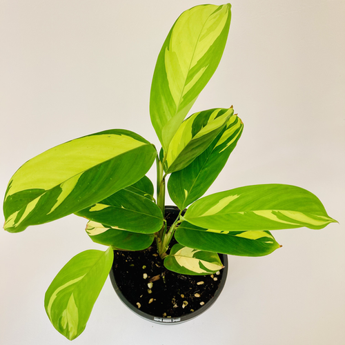 dracena surculosa uprawa Dracaena Surculosa