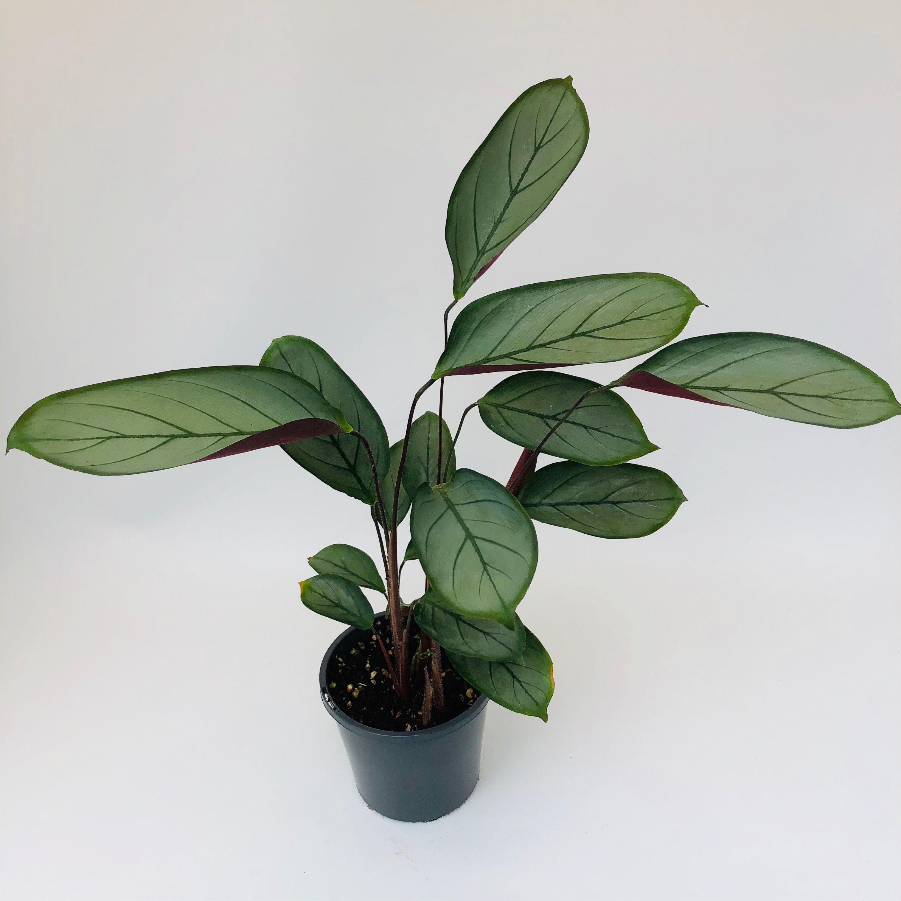 Ctenanthe Setosa – GREY STAR