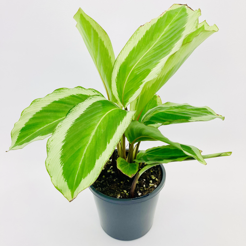 Calathea Bicajoux - GEKKO