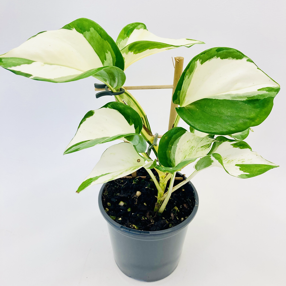 Thumbnail: Epipremnum Aureum - MANJULA