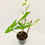 Thumbnail: Syngonium Podophyllum Albo Variegata – WHITE FANTASY