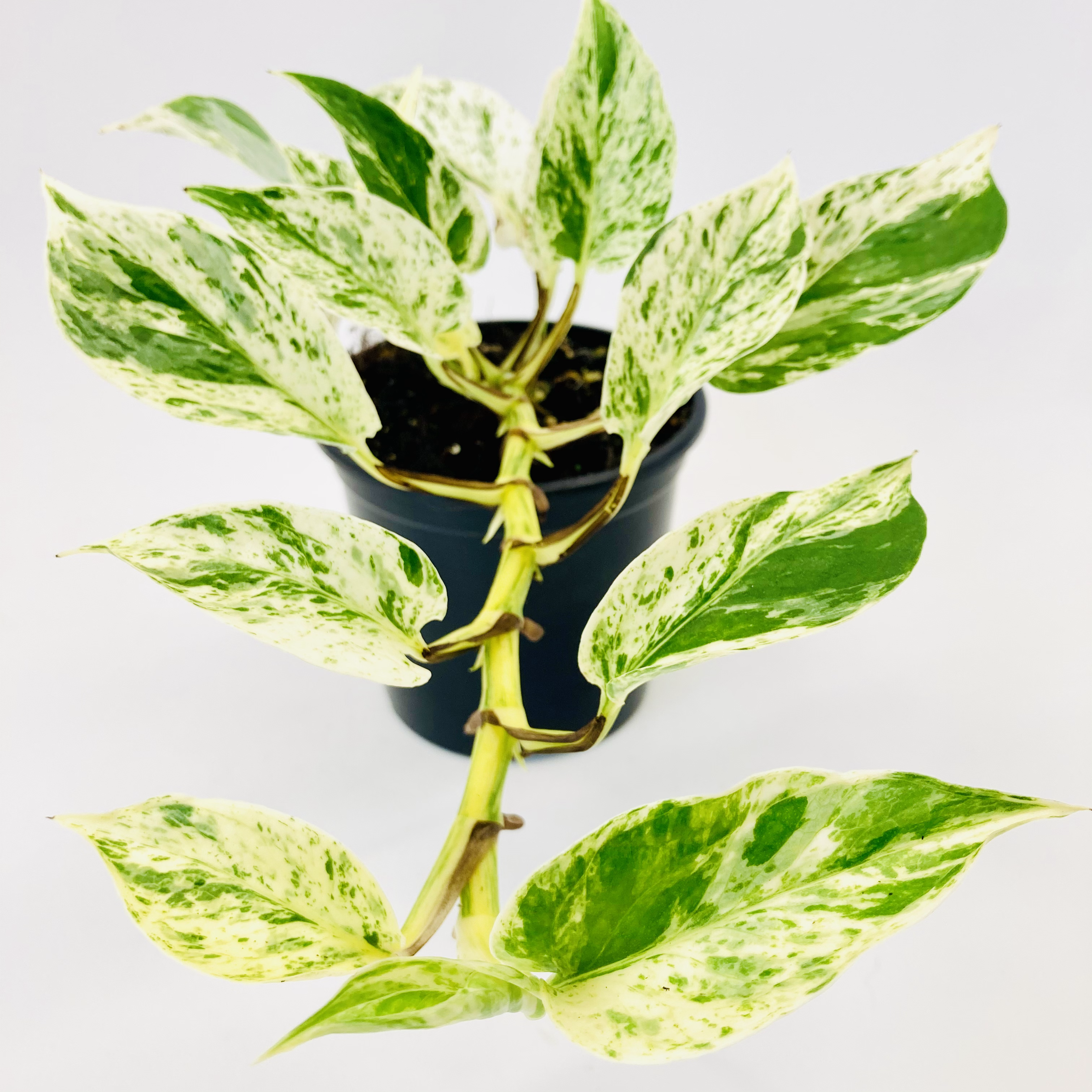 Epipremnum Pinnatum - CRYSTAL QUEEN