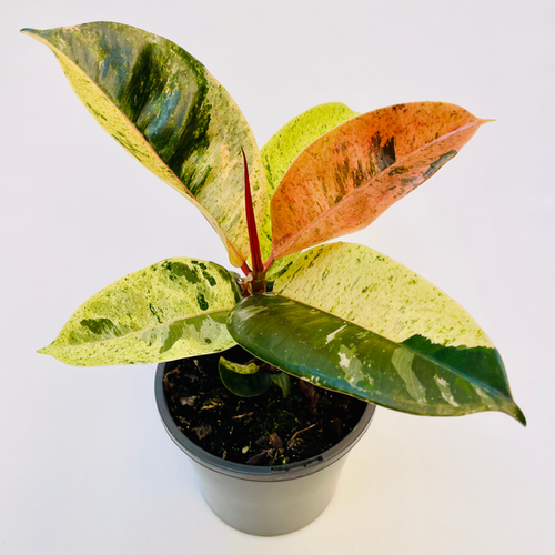 Ficus Elastica Shivereana RUBBER PLANT JungleDivine