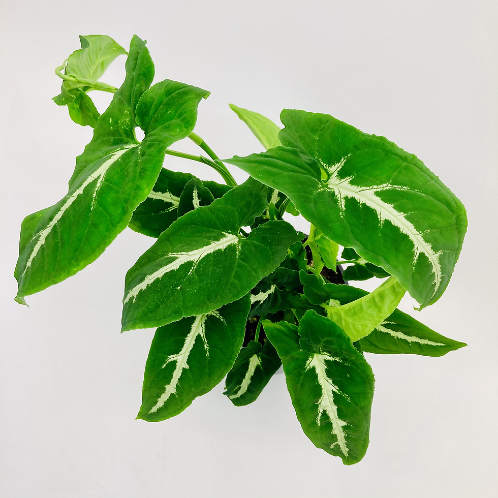 Thumbnail: Syngonium Wendlandii – GREEN VELVET