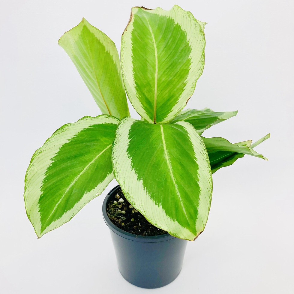 Thumbnail: Calathea Bicajoux - GEKKO