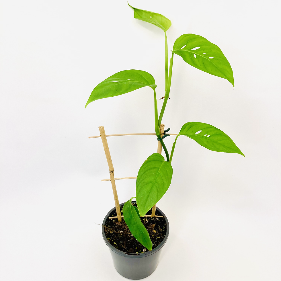 Thumbnail: Monstera Lechleriana