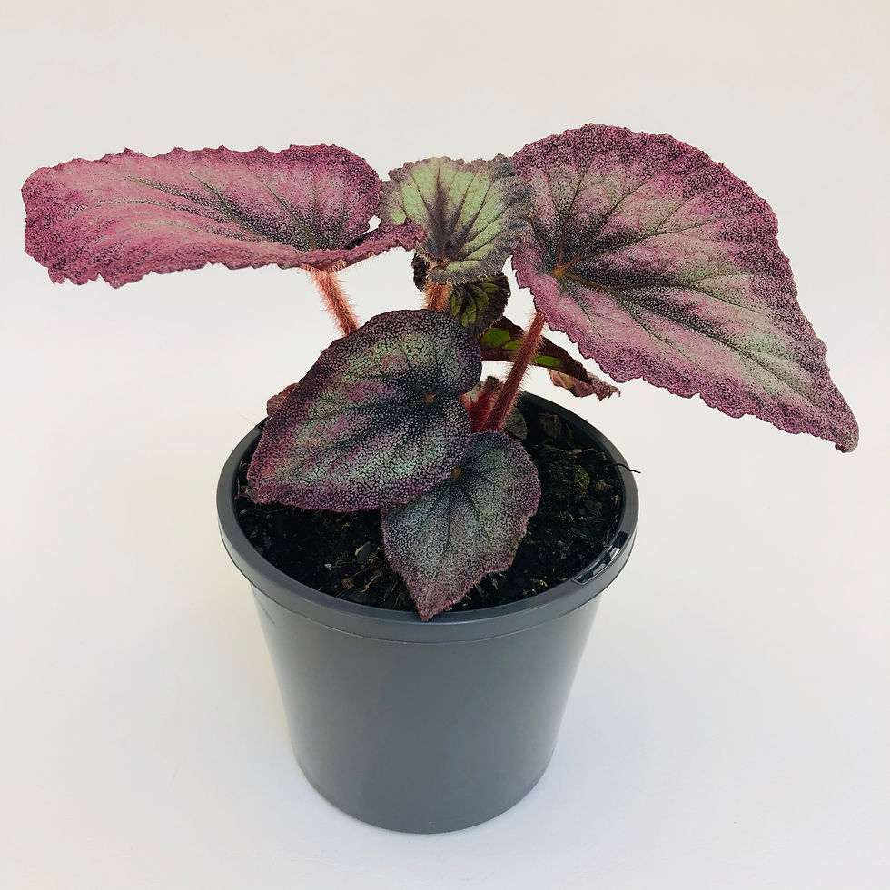Thumbnail: Begonia Rex - AIRBRUSH