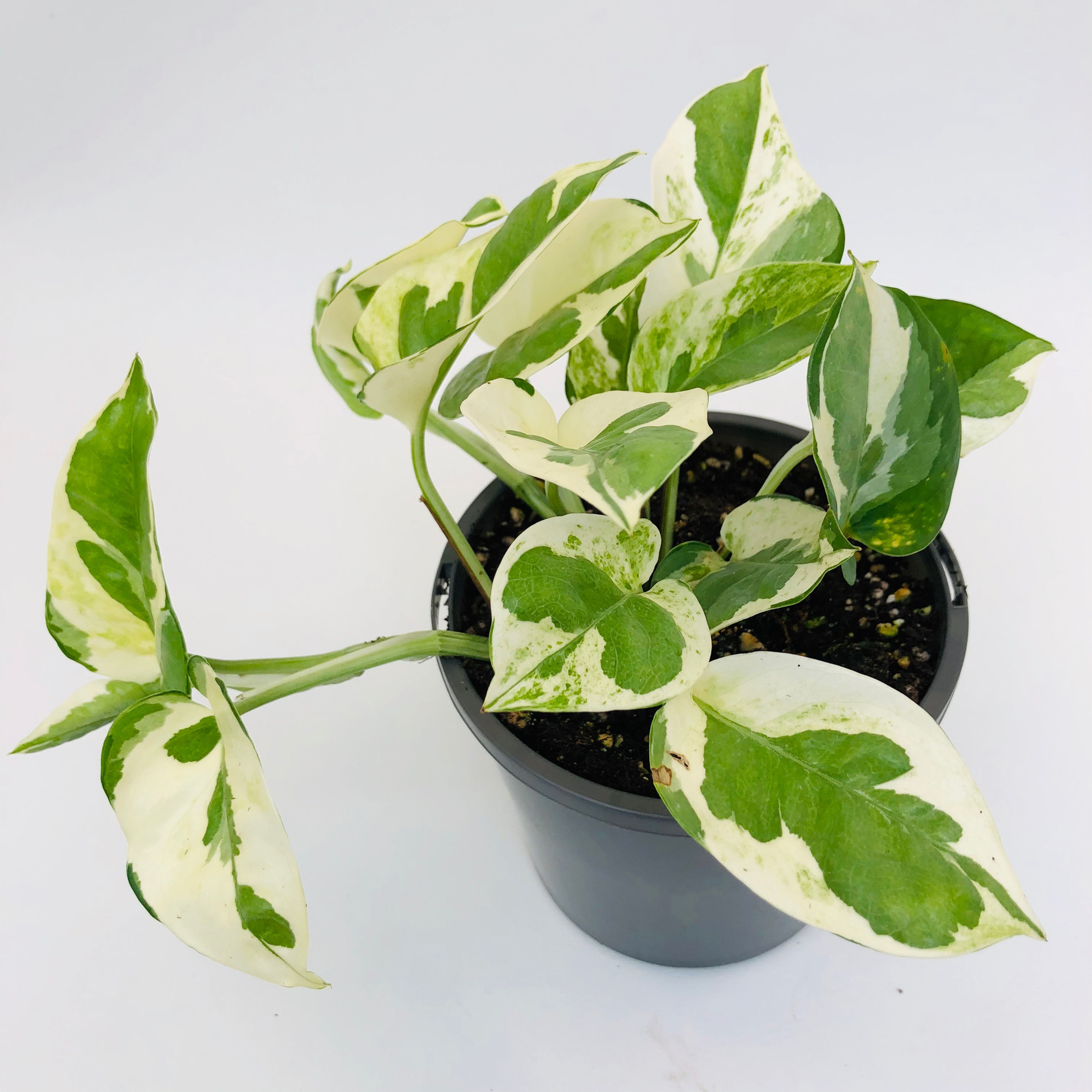 Epipremnum Aureum - SNOW QUEEN