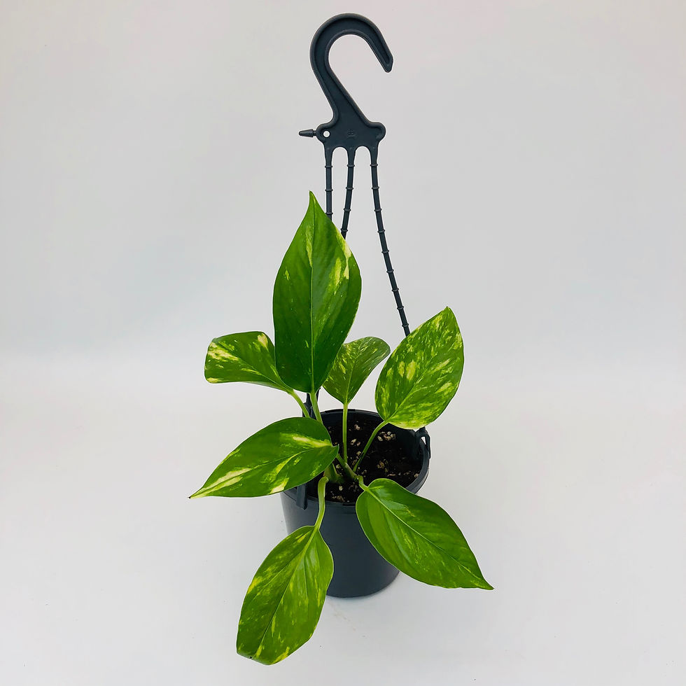 Thumbnail: Epipremnum Aureum - DEVILS IVY HANGING BASKET
