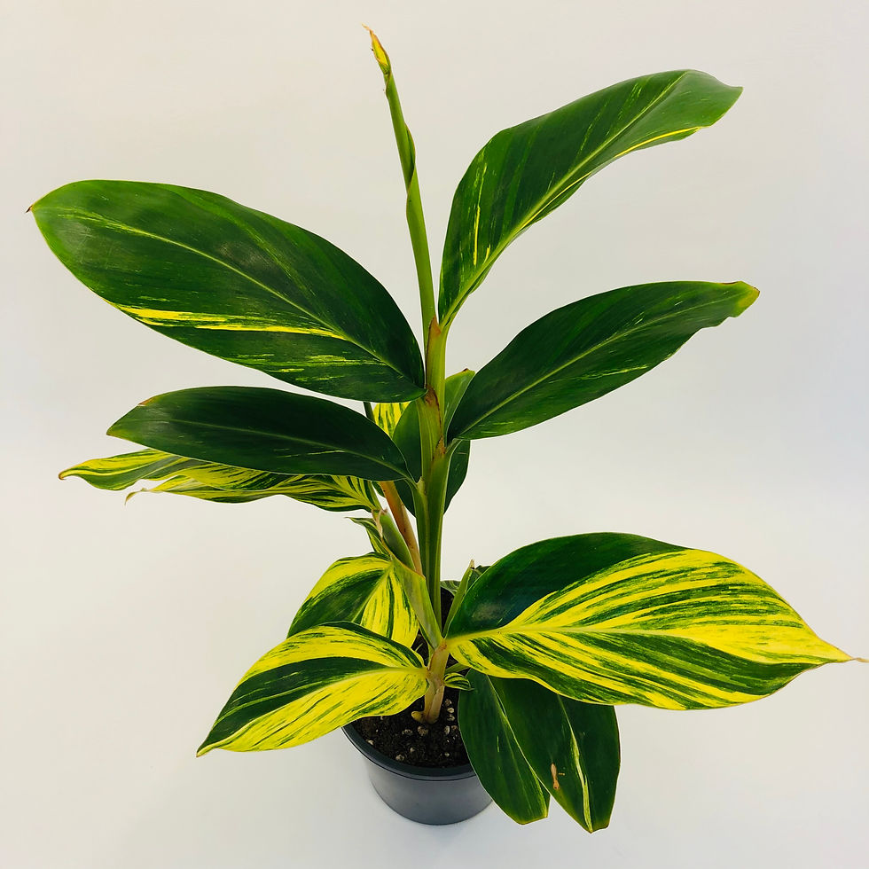 Thumbnail: Alpinia Zerumbet – VARIEGATED GINGER