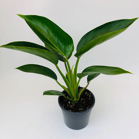 philodendron erubescens green Philodendron erubescens, 