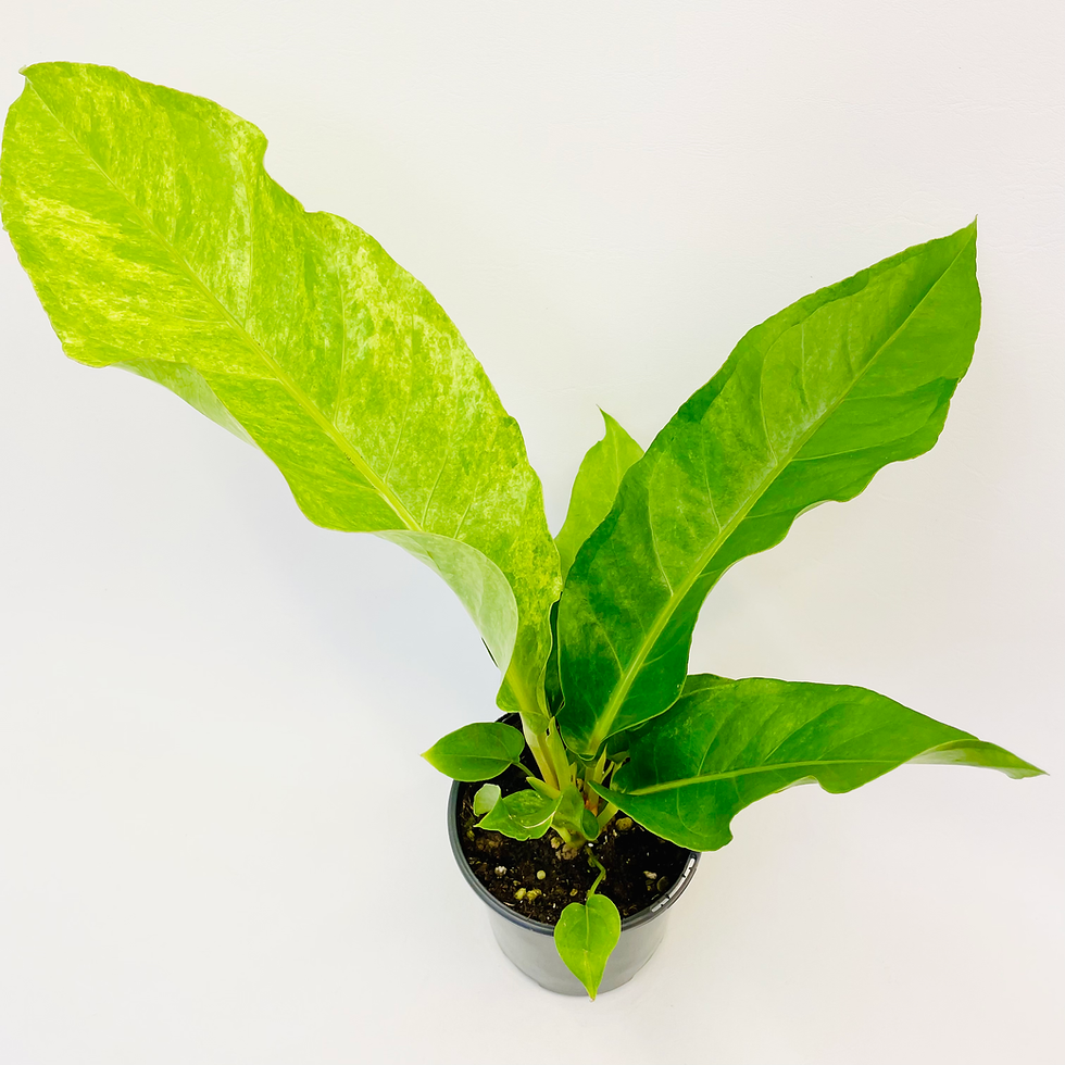 Thumbnail: Anthurium HOOKERI VARIEGATED