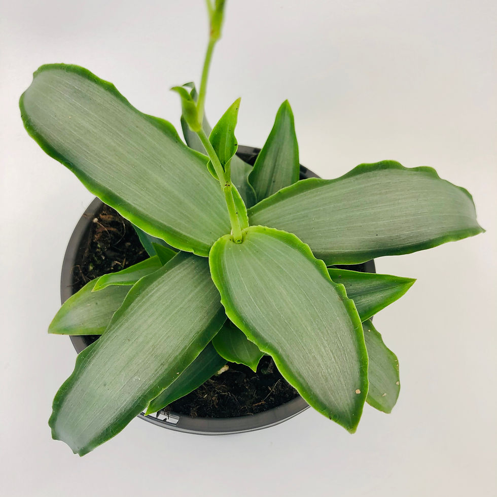 Thumbnail: Tradescantia Spathacea – SILVER