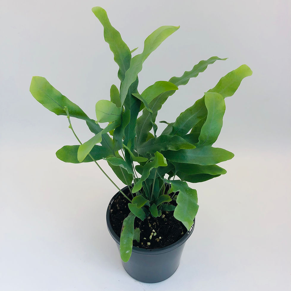 Thumbnail: Phlebodium Aureum – BLUE STAR FERN