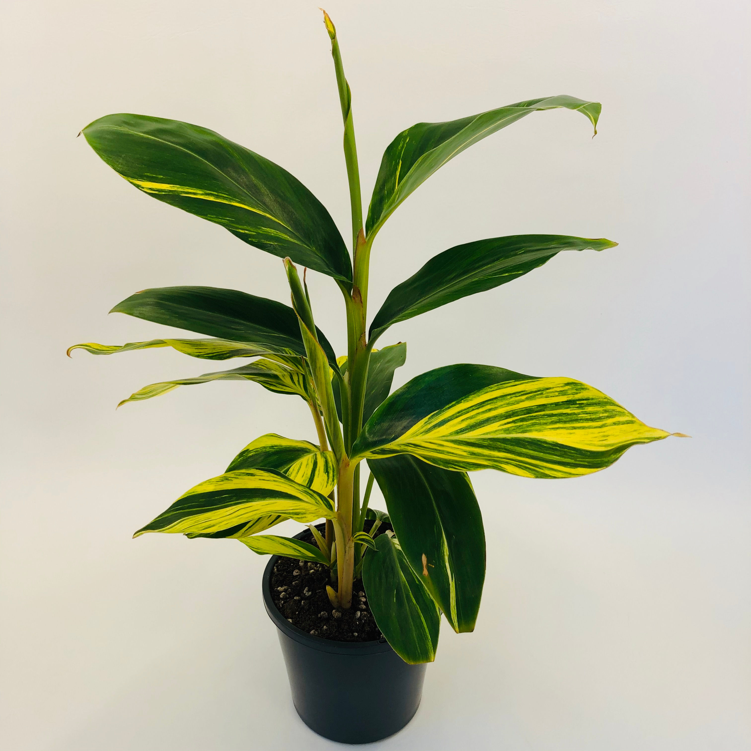 Alpinia Zerumbet – VARIEGATED GINGER