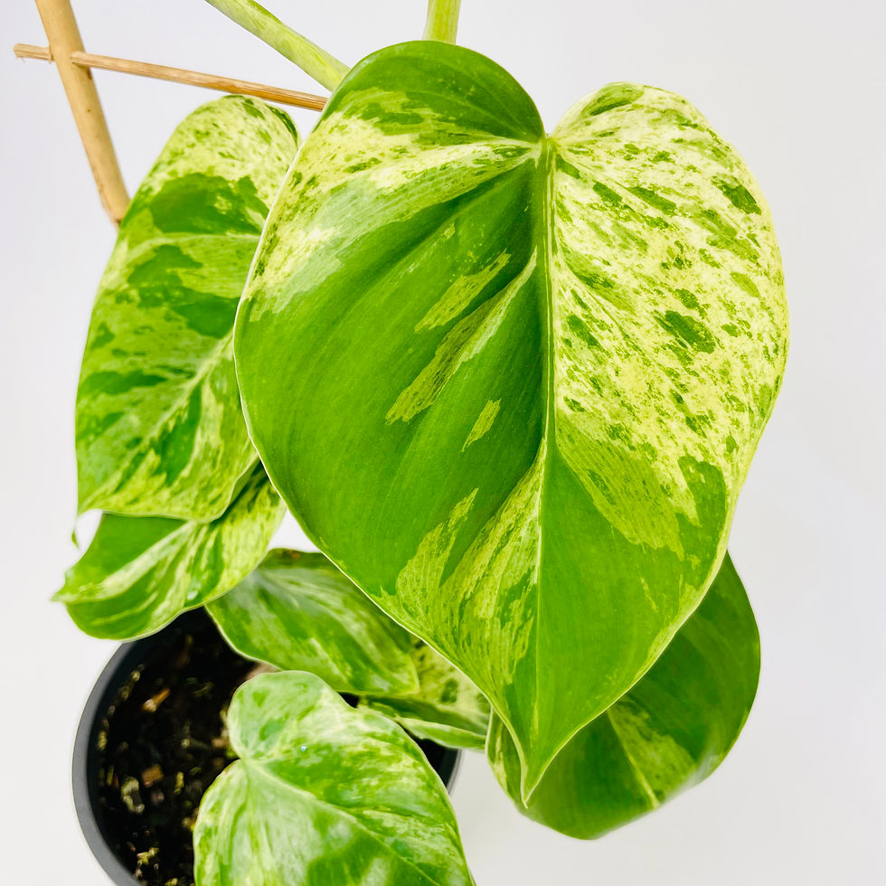 Thumbnail: Variegated Philodendron Cordatum – VARIEGATED HEART LEAF PHILODENDRON
