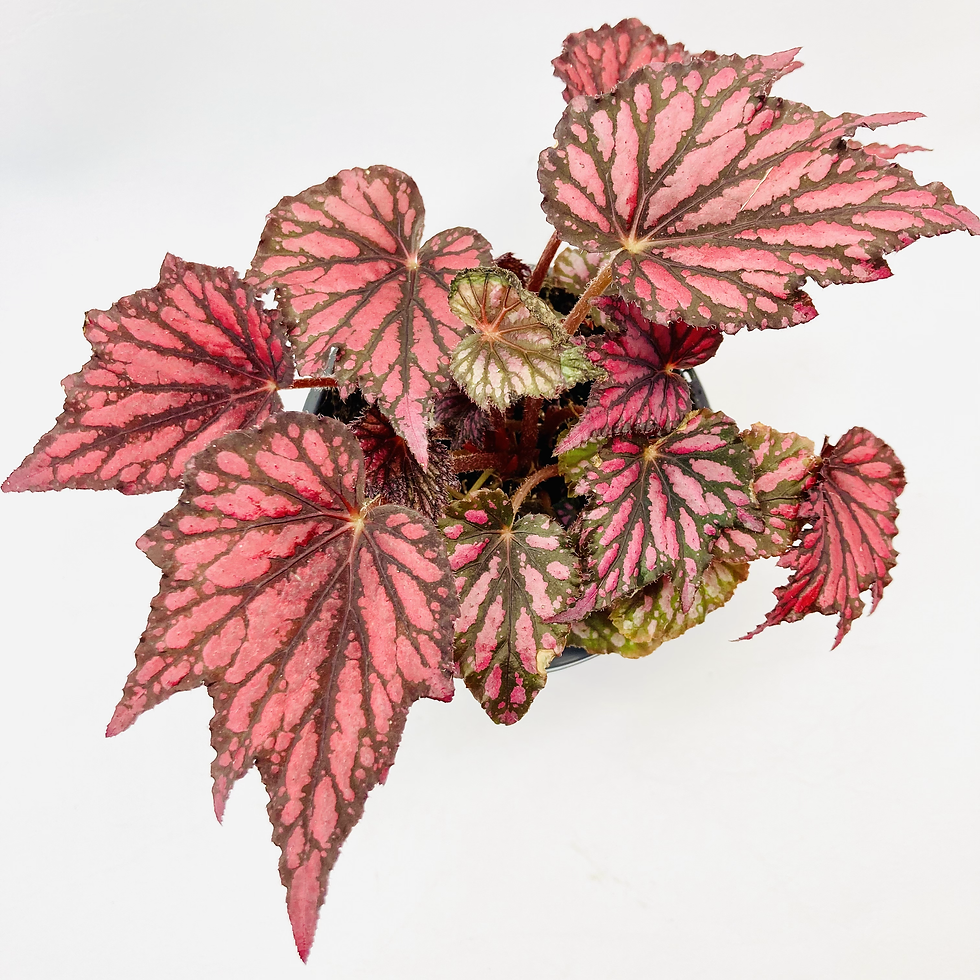 Thumbnail: Begonia Bewitched – RED & BLACK