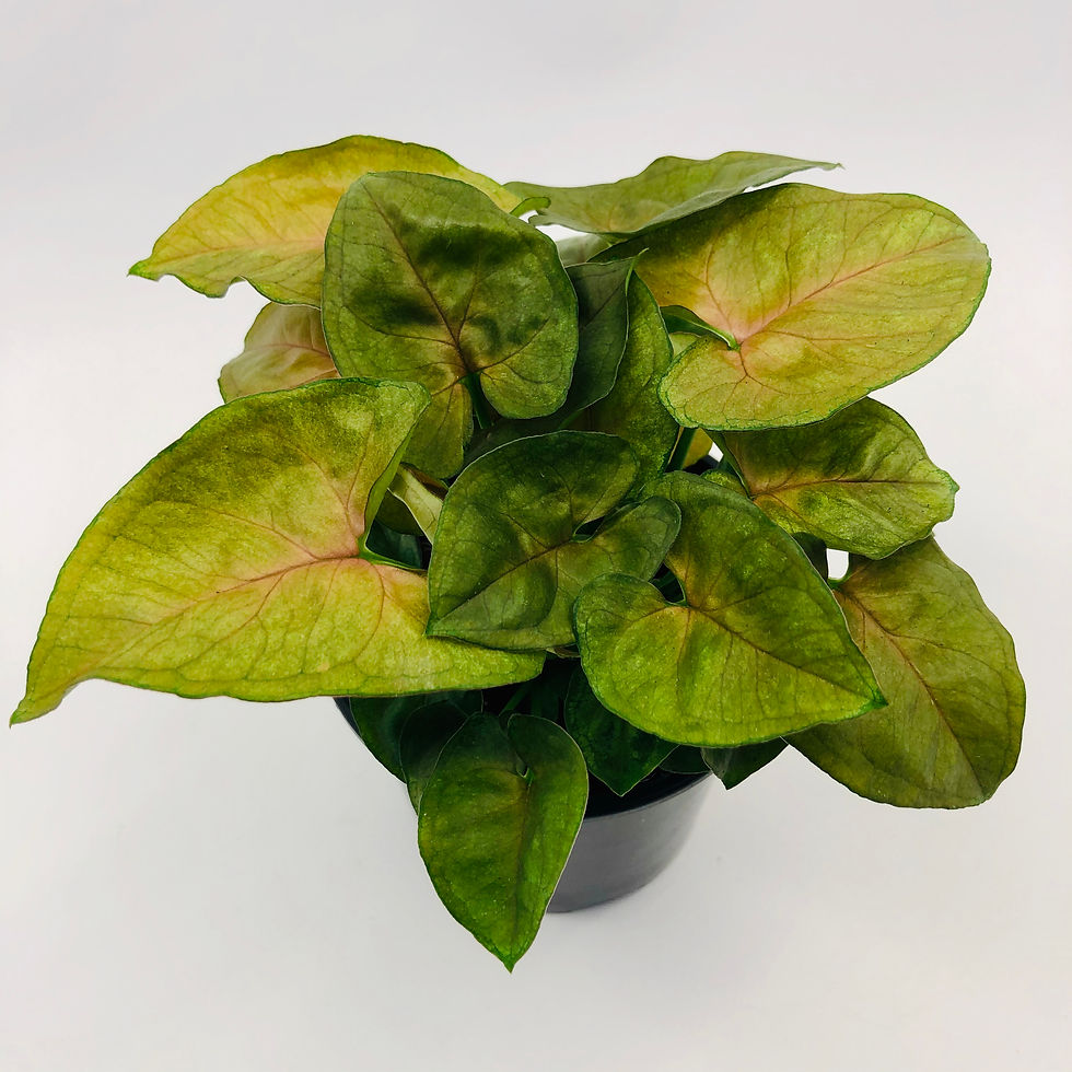 Thumbnail: Syngonium Podophyllum – BERRY