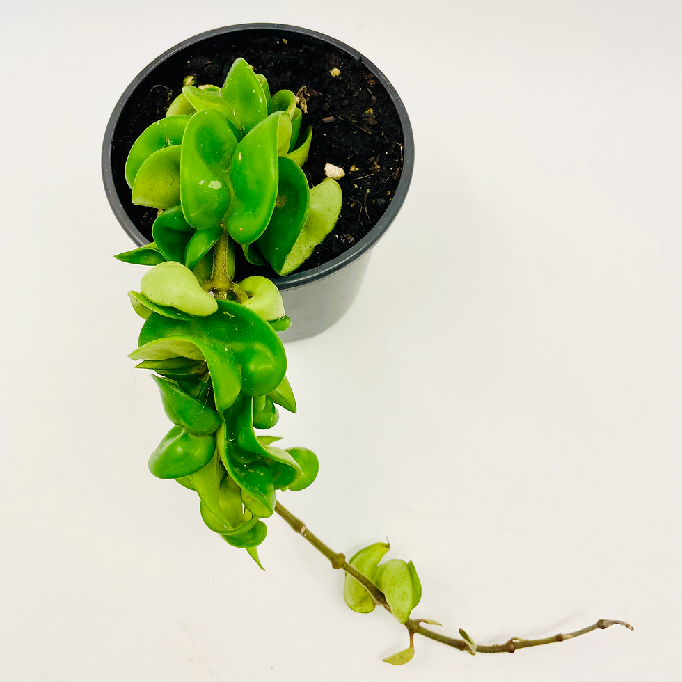 Thumbnail: Hoya – INDIAN ROPE