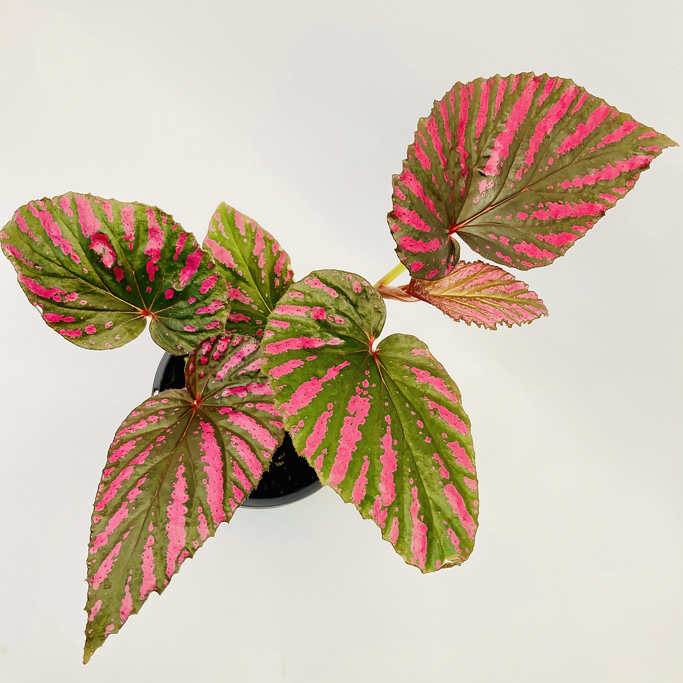 Thumbnail: Begonia Rex – EXOTICA