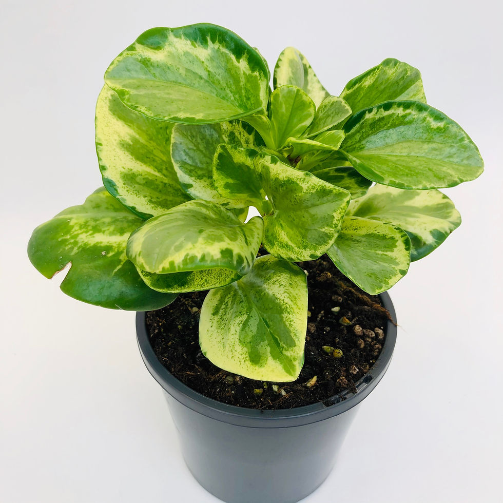 Thumbnail: Peperomia Obtusifolia – GREEN & GOLD