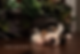 Farren_2