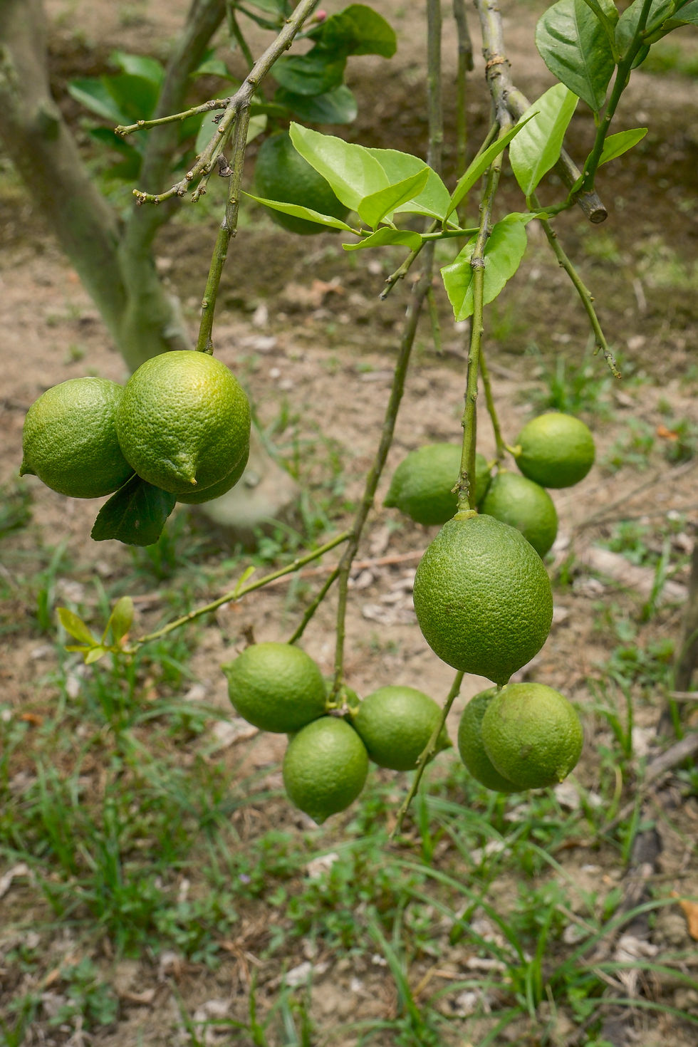 比較多的檸檬果實